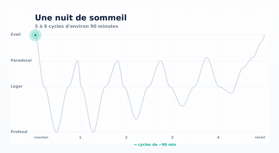 Hypnogramme animé : les cycles de sommeil sur une nuit, du sommeil léger au profond puis paradoxal.